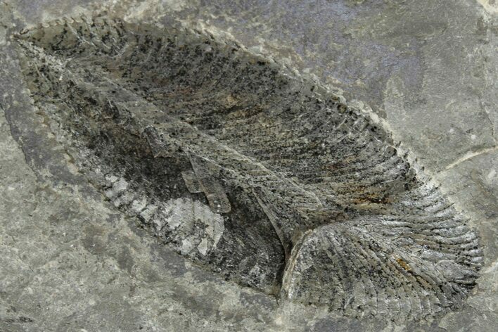 Ordovician Graptolite (Phyllograptus) - Fillmore Formation, Utah #271662